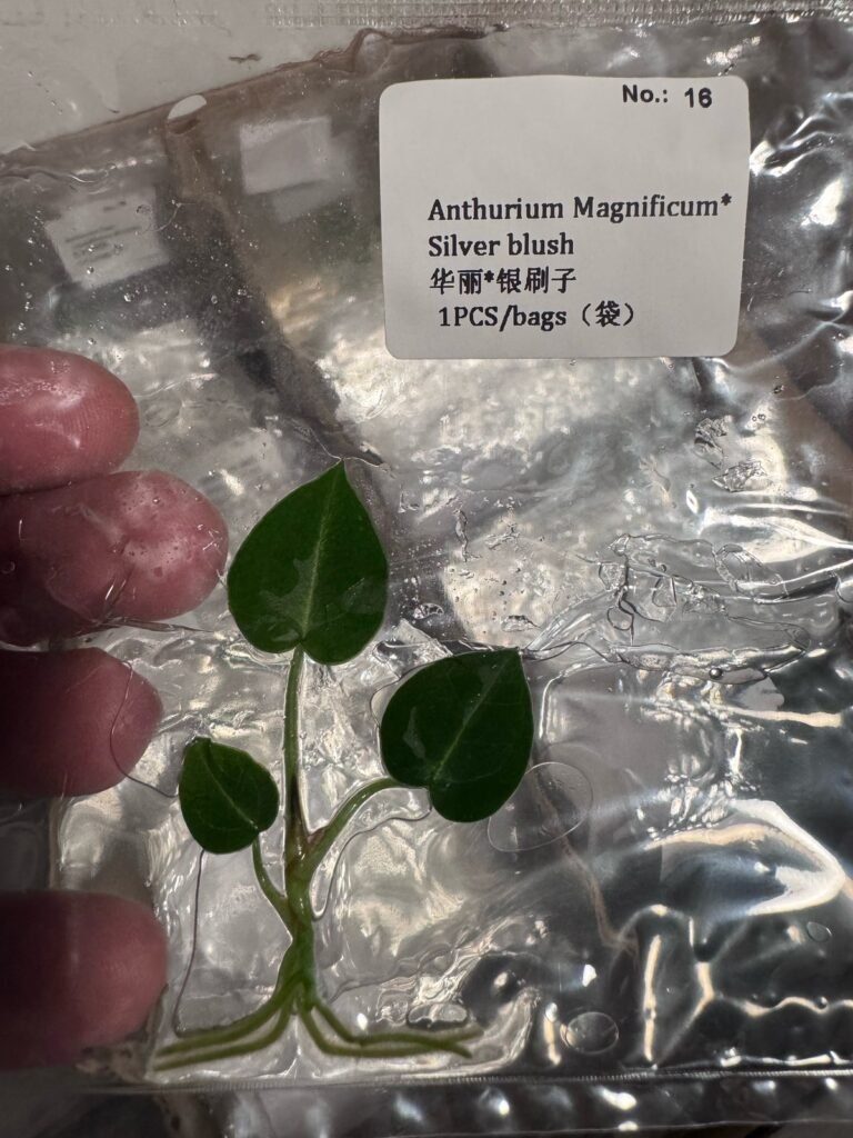 Anthurium Magnificum x Silver Blush tissue culture plantlet – Rare Root Labs