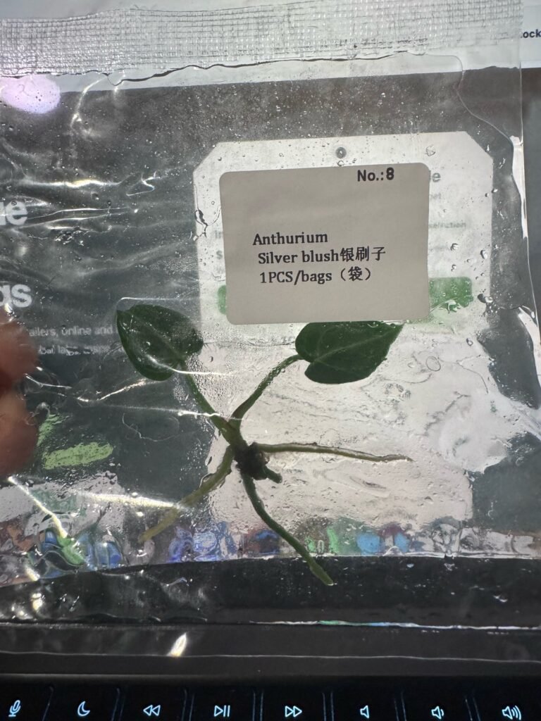 Anthurium Silver Blush tissue culture plantlet – Rare Root Labs