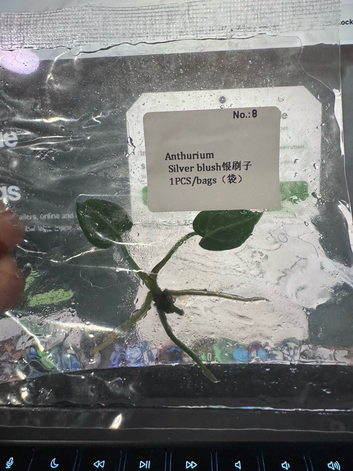 Anthurium Silver Blush tissue culture plantlet (1 pc) – Rare Root Labs