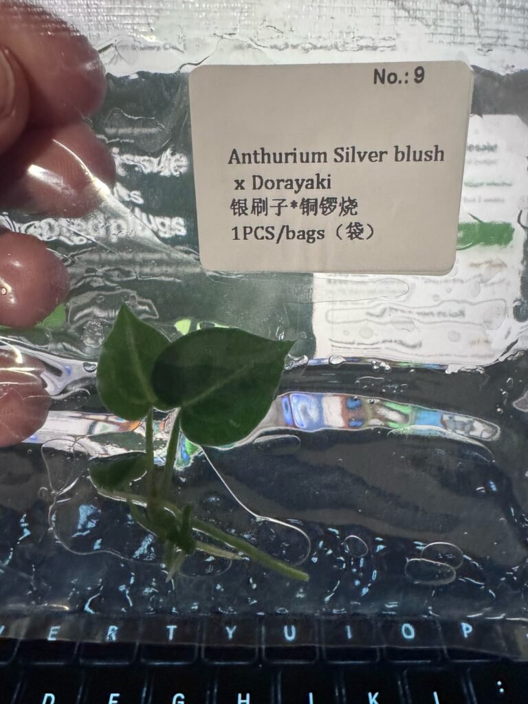 Anthurium Silver Blush x Dorayaki tissue culture plantlet – Rare Root Labs