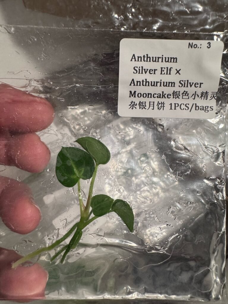 Anthurium Silver Elf x Silver Mooncake tissue culture plantlet – Rare Root Labs