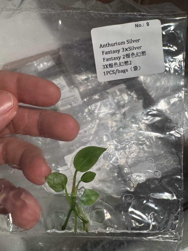 Anthurium Silver Fantasy 3 x Silver Fantasy 2 tissue culture plantlet – Rare Root Labs