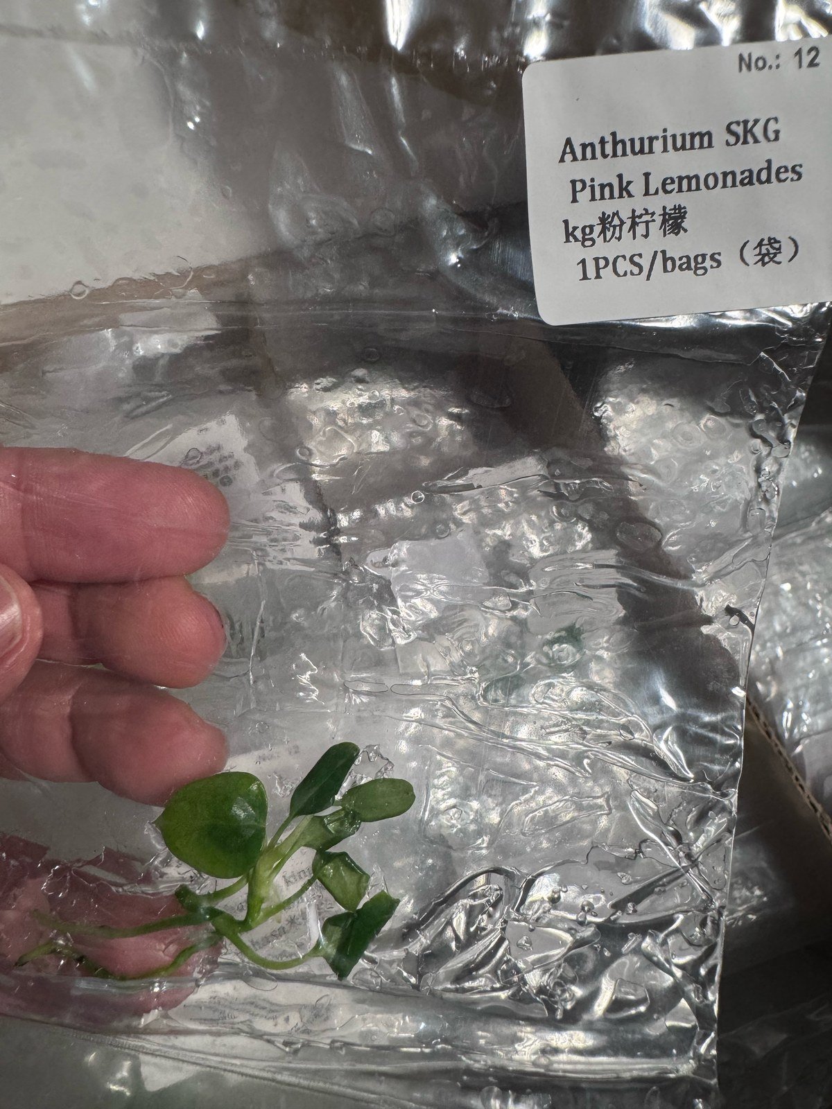 Anthurium SKG Pink Lemonade tissue culture plantlet (1 pc) – Rare Root Labs