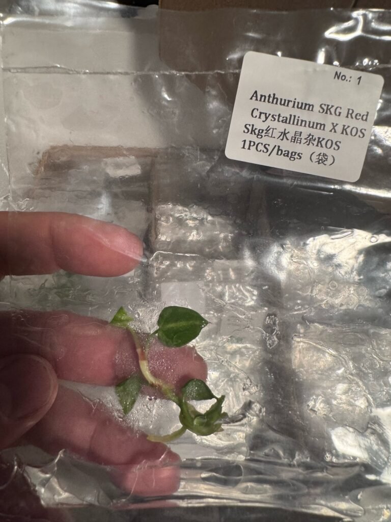 Anthurium SKG Red Crystallinum x King of Spades (KOS) tissue culture plantlet – Rare Root Labs