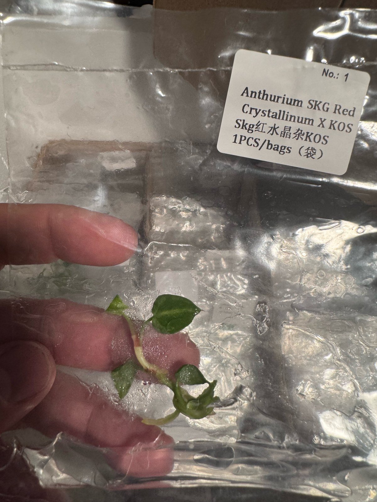 Anthurium SKG Red Crystallinum x King of Spades (KOS) tissue culture plantlet (1 pc) – Rare Root Labs