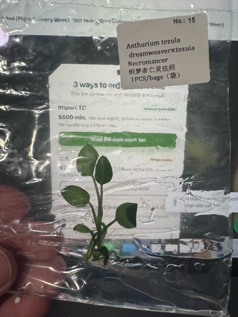 Anthurium Tezula Dreamweaver x Tezula Necromancer tissue culture plantlet – Rare Root Labs
