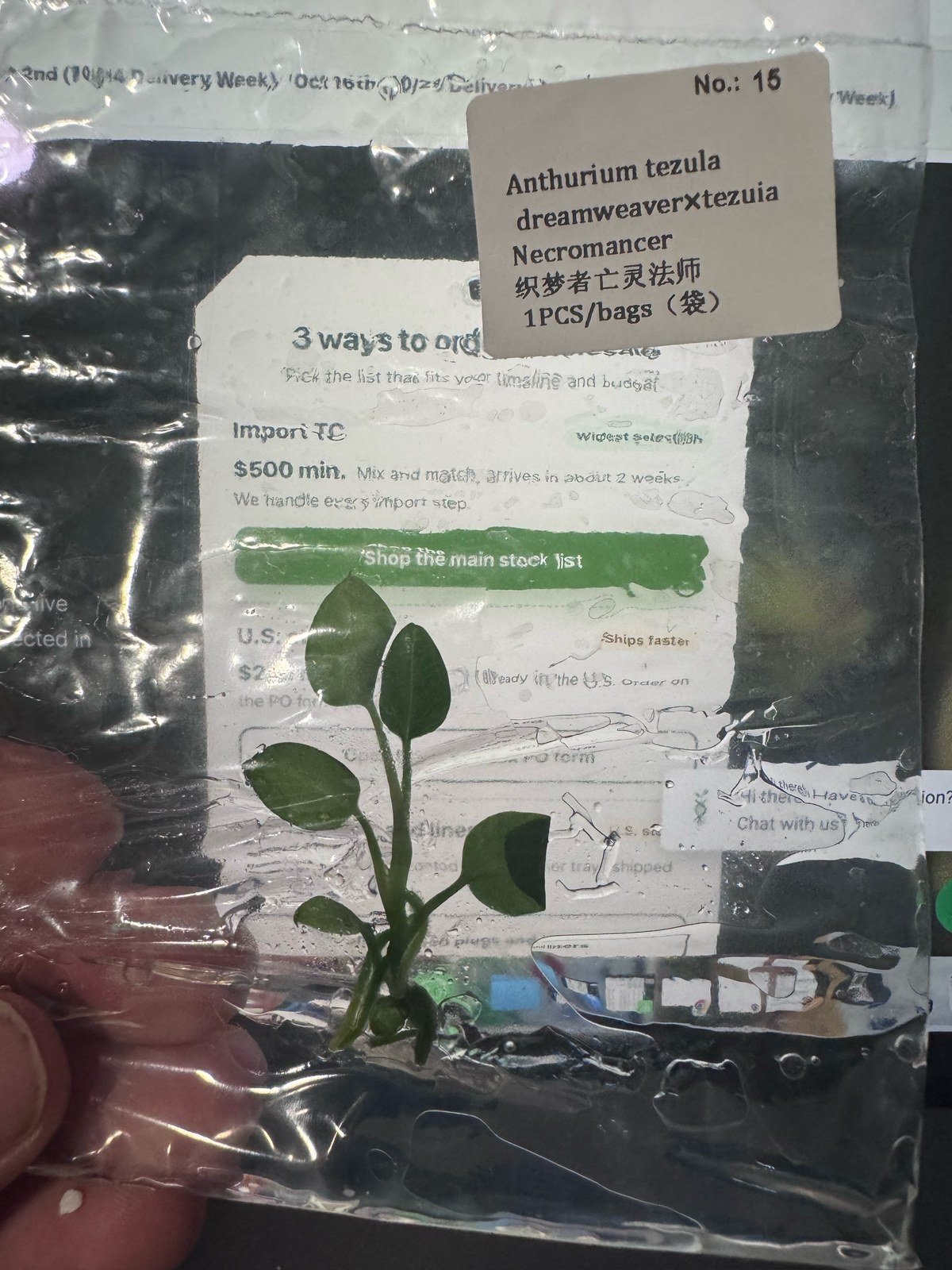 Anthurium Tezula Dreamweaver x Tezula Necromancer tissue culture plantlet (1 pc) – Rare Root Labs