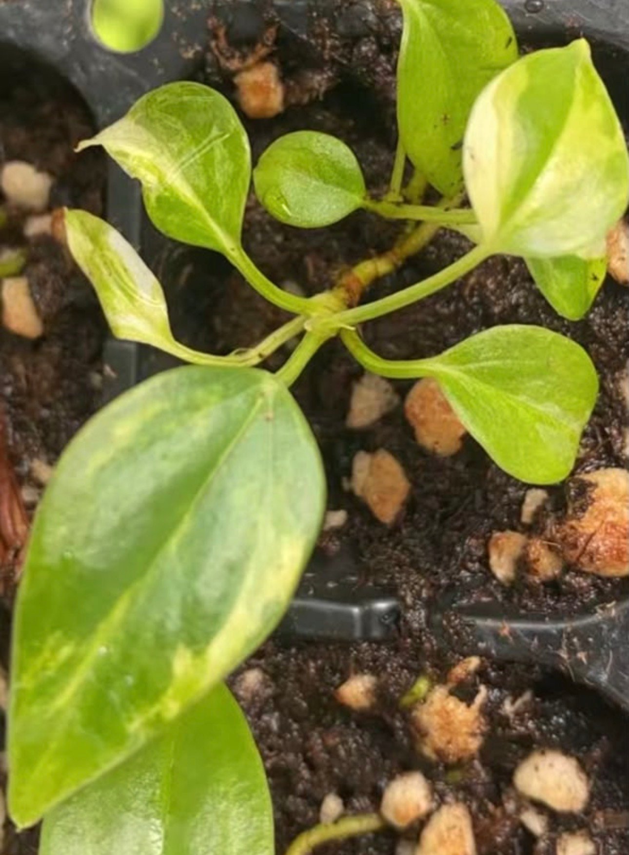 Anthurium Veitchii Aurea Variegated deflasked plantlet