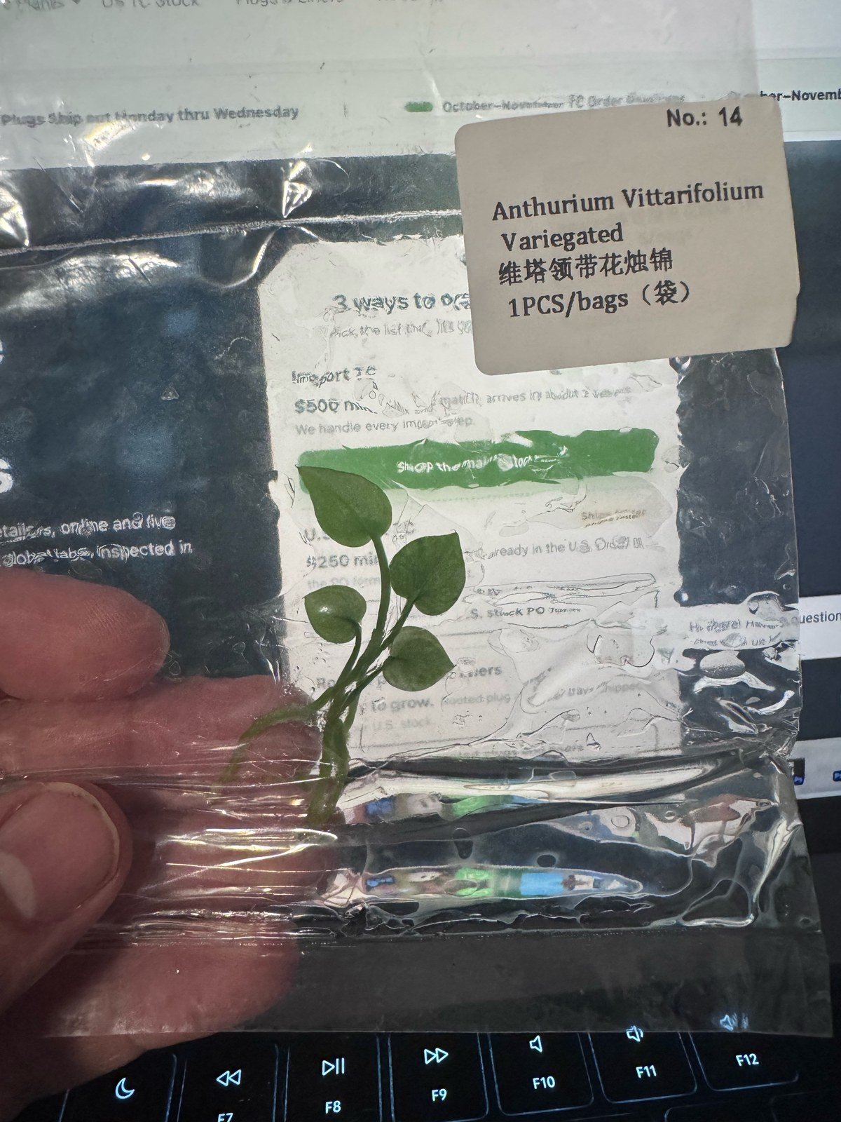 Anthurium Vittarifolium Variegated tissue culture plantlet (1 pc) – Rare Root Labs