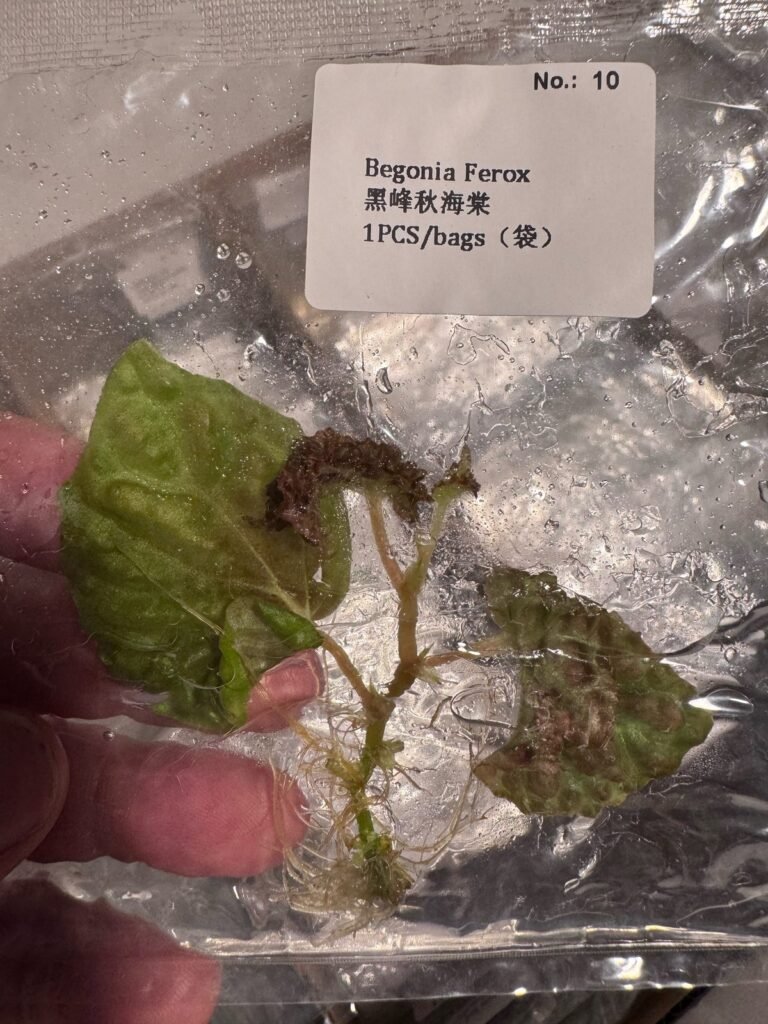 Begonia Ferox tissue culture plantlet – Rare Root Labs