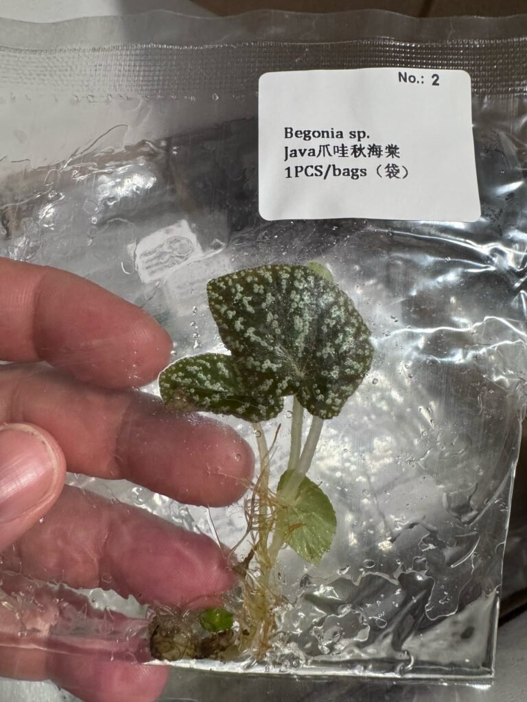 Begonia sp. Java tissue culture plantlet – Rare Root Labs