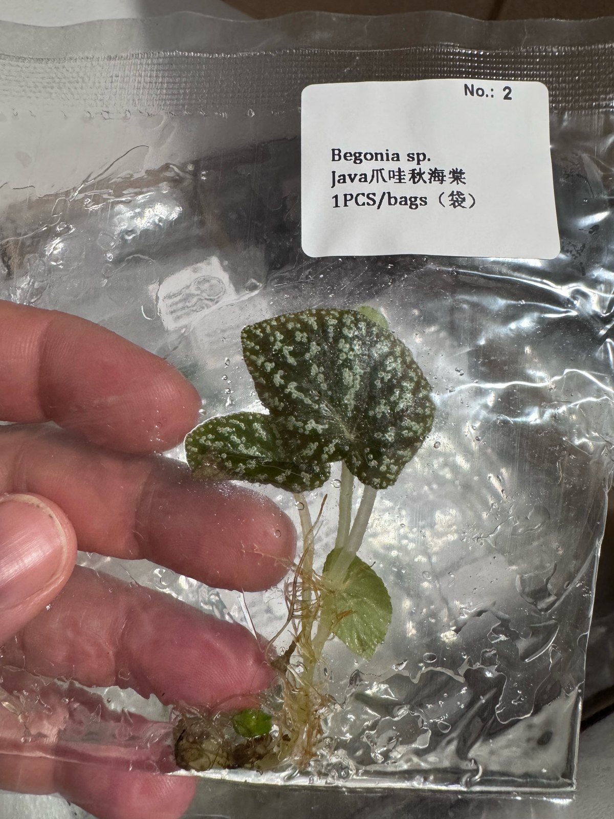 Begonia sp. Java tissue culture plantlet (1 pc) – Rare Root Labs