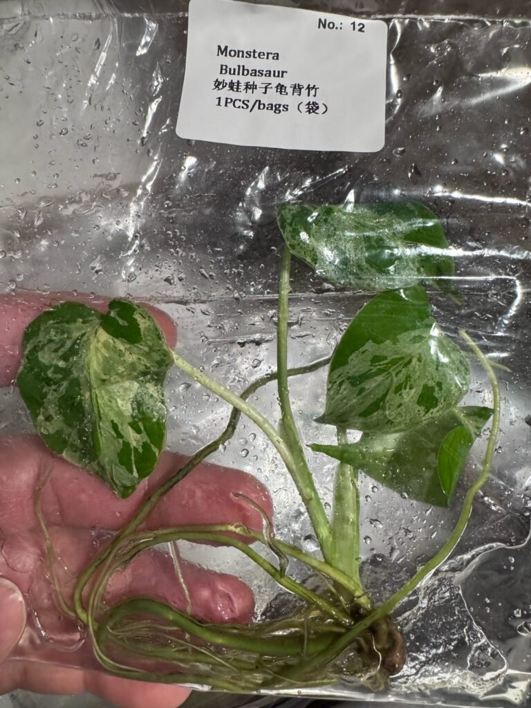 Monstera Bulbasaur tissue culture plantlet – Rare Root Labs