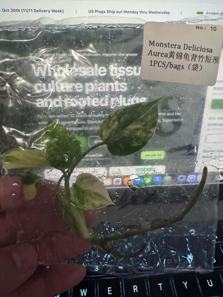 Monstera Deliciosa Aurea tissue culture plantlet – Rare Root Labs
