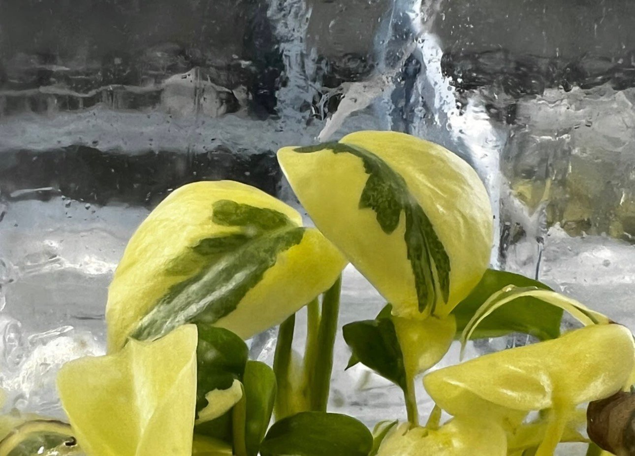 Monstera Masterpiece Lava variegated plant