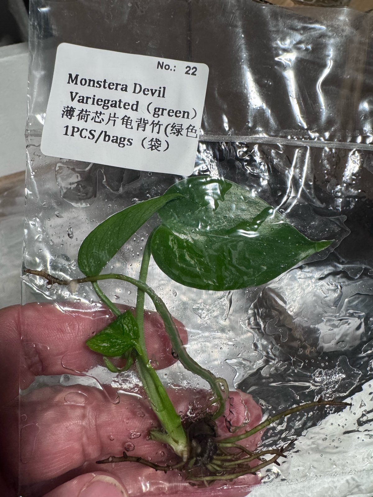 Monstera Devil Variegated Green tissue culture plantlet (1 pc) – Rare Root Labs