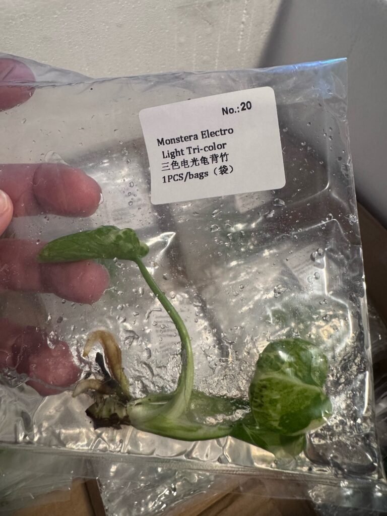 Monstera Electro Light Tri-color tissue culture plant in sterile bag – Rare Root Labs