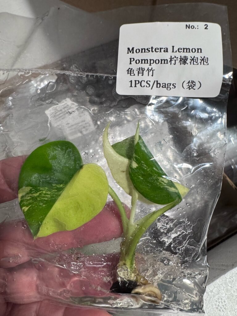 Monstera Lemon Pom Pom tissue culture plantlet – Rare Root Labs