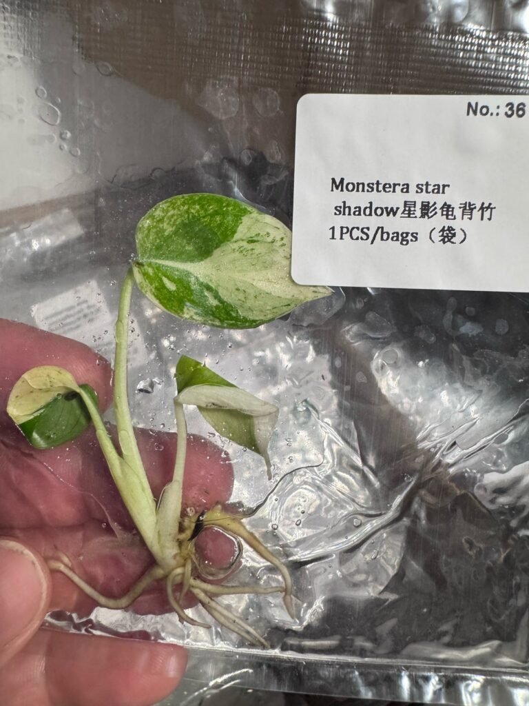 Monstera Star Shadow tissue culture plantlet – Rare Root Labs