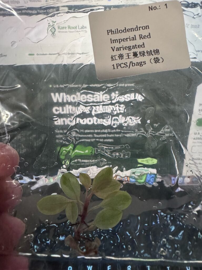 Philodendron Imperial Red Variegated tissue culture plantlet – Rare Root Labs