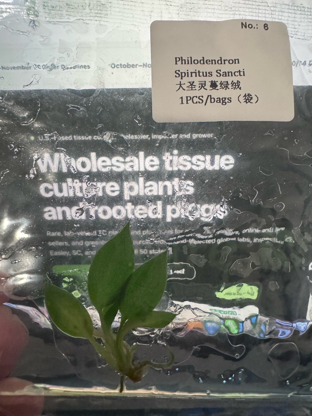 Philodendron Spiritus Sancti tissue culture plantlet (1 pc) – Rare Root Labs