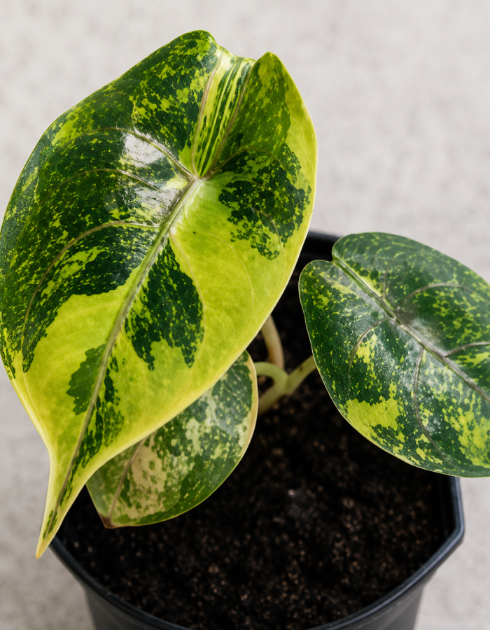 Alocasia Azlanii Aurea Variegated