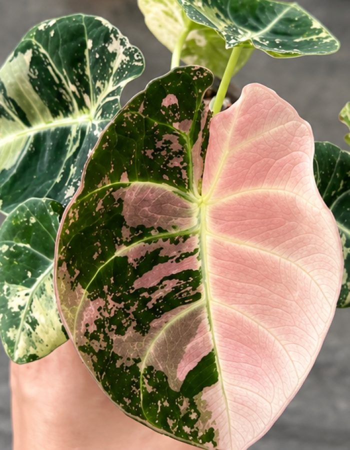 Alocasia Black Velvet Pink Variegated