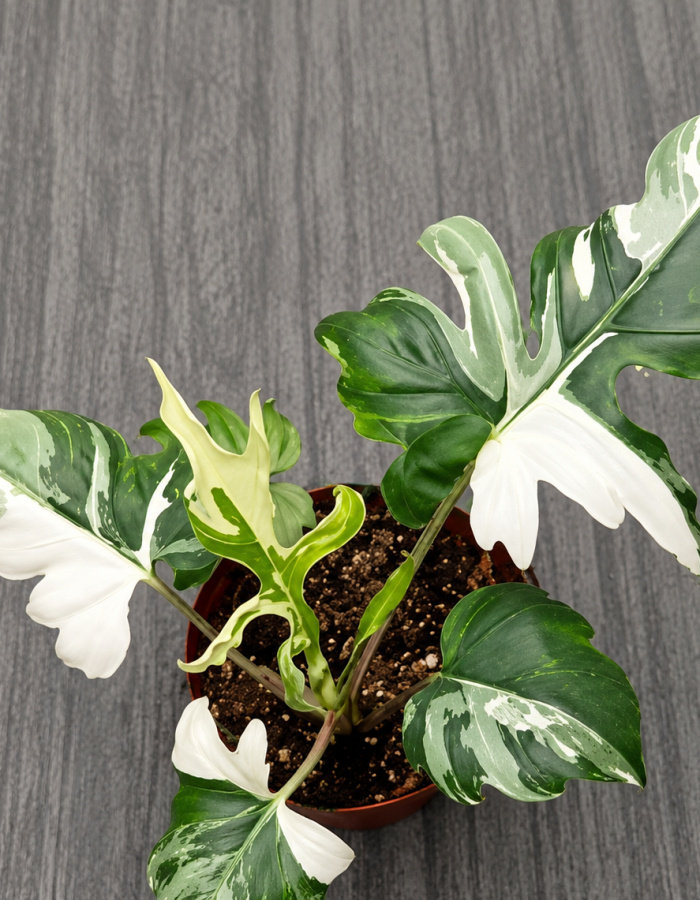 Alocasia Brancifolia Albo Variegated