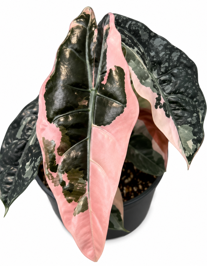 Alocasia Chantrieri Pink Variegated