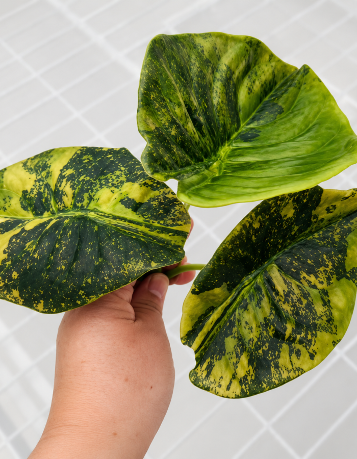 Alocasia Cuprea Golden Latte Variegated