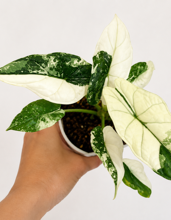 Alocasia Dragon Scale Albo Variegated