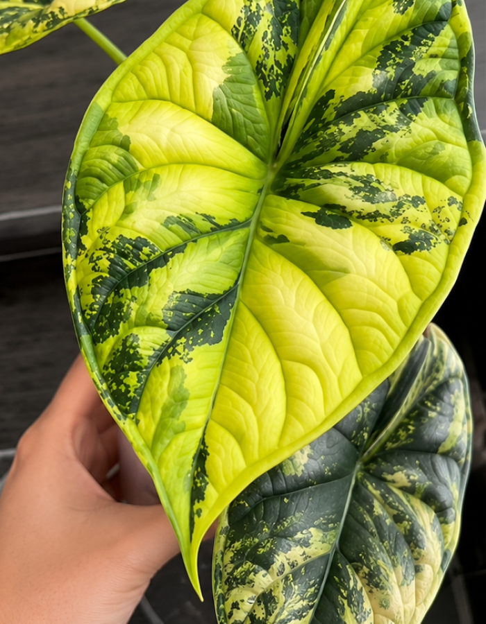 Alocasia Dragon Scale Aurea Variegated