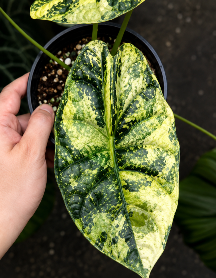 Alocasia Dragon Scale Mint Variegated