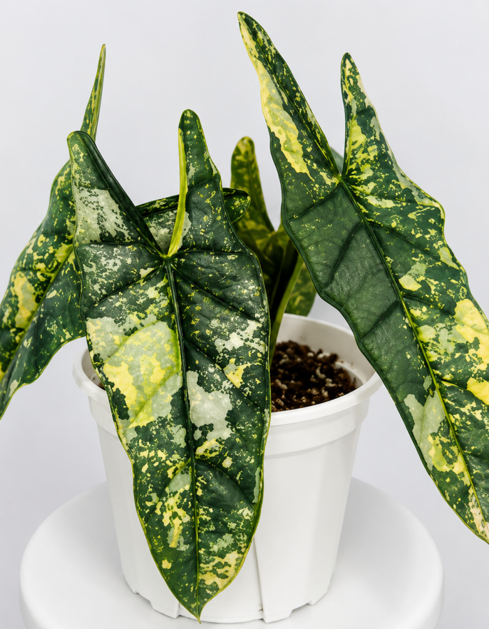 Alocasia Heterophylla Metallic Blue Aurea Variegated