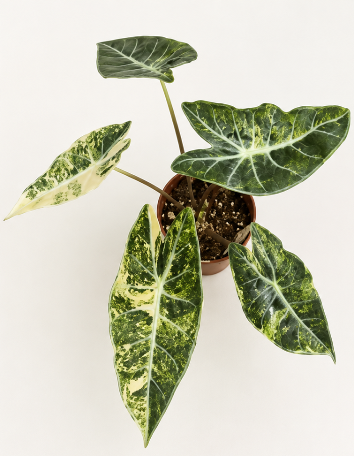 Alocasia Longiloba Grandis Aurea Variegated