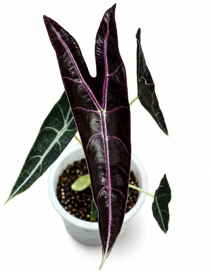 Alocasia Longiloba Purple