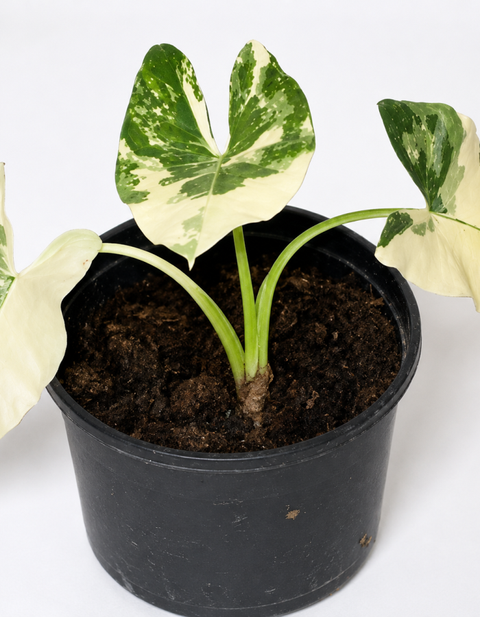 Alocasia Macrohizza Albo Variegated