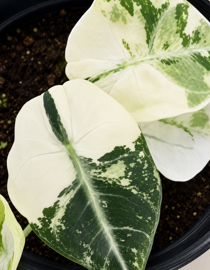 Alocasia Ninja Albo Variegated