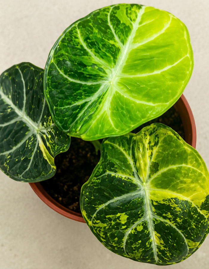 Alocasia Ninja Aurea Variegated