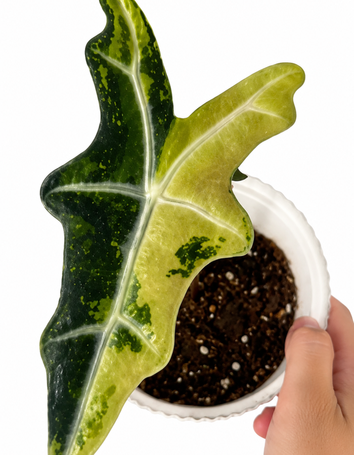 Alocasia Nobilis Aurea Variegated