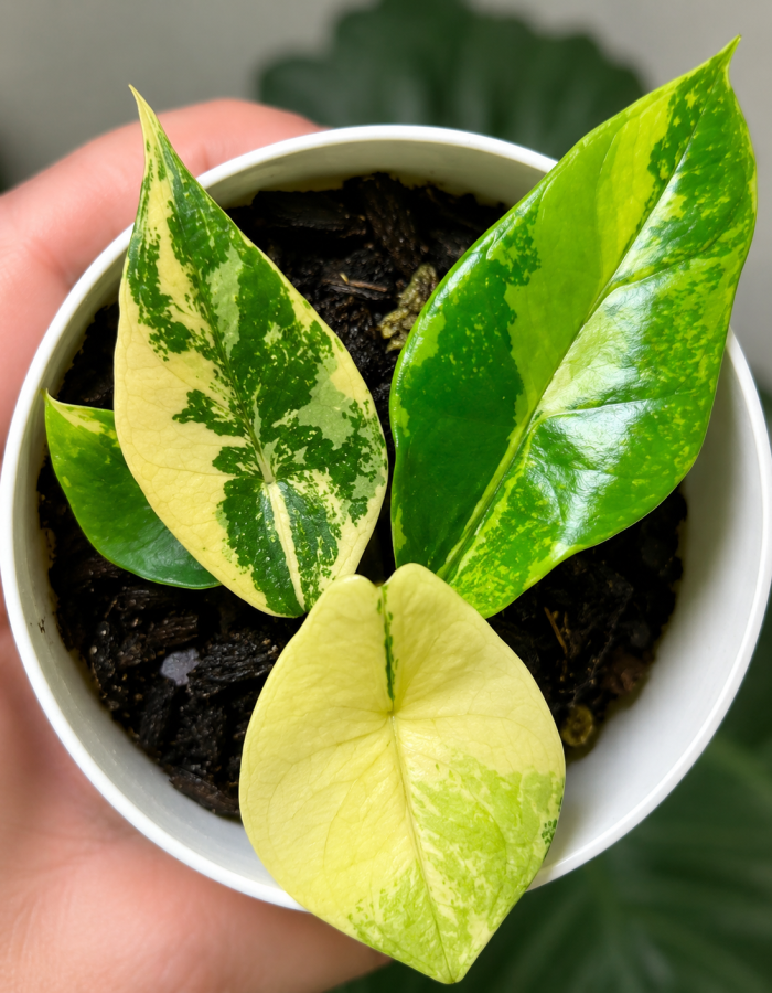 Alocasia Scalprum Aurea Variegated
