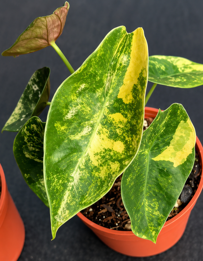 Alocasia Sedenii Aurea Variegated