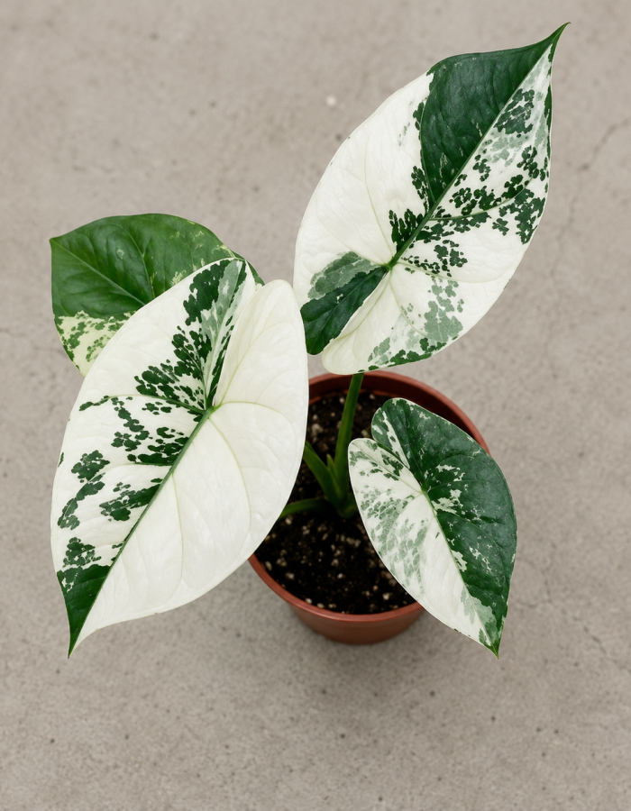 Alocasia Sinuata Albo Variegated
