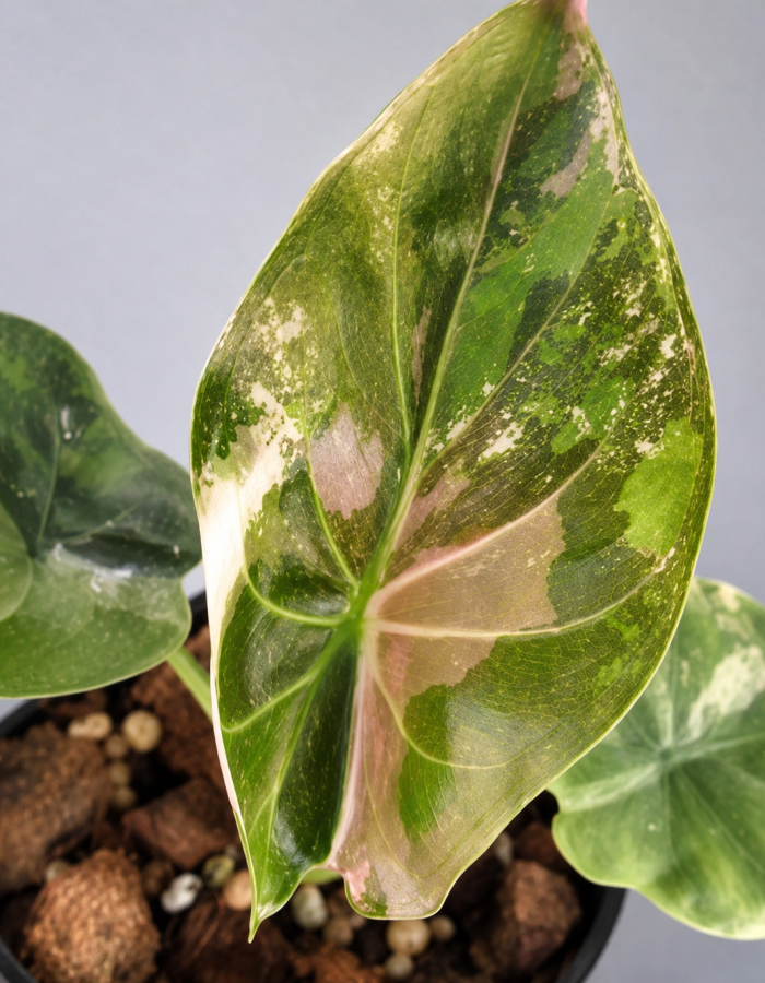 Alocasia Wentii Pink Variegated