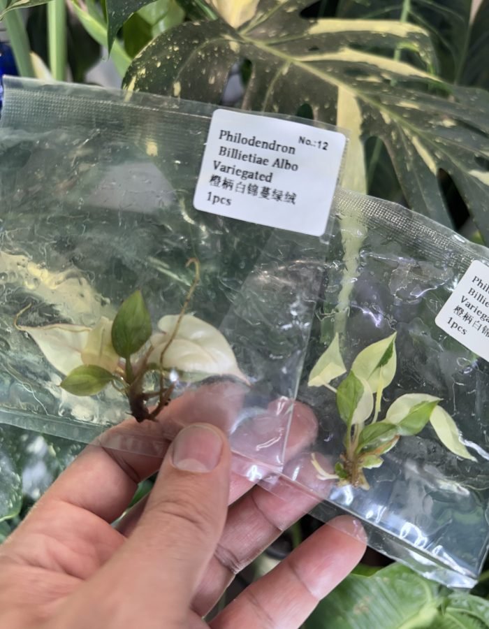 Philodendron Billietiae Albo Variegated