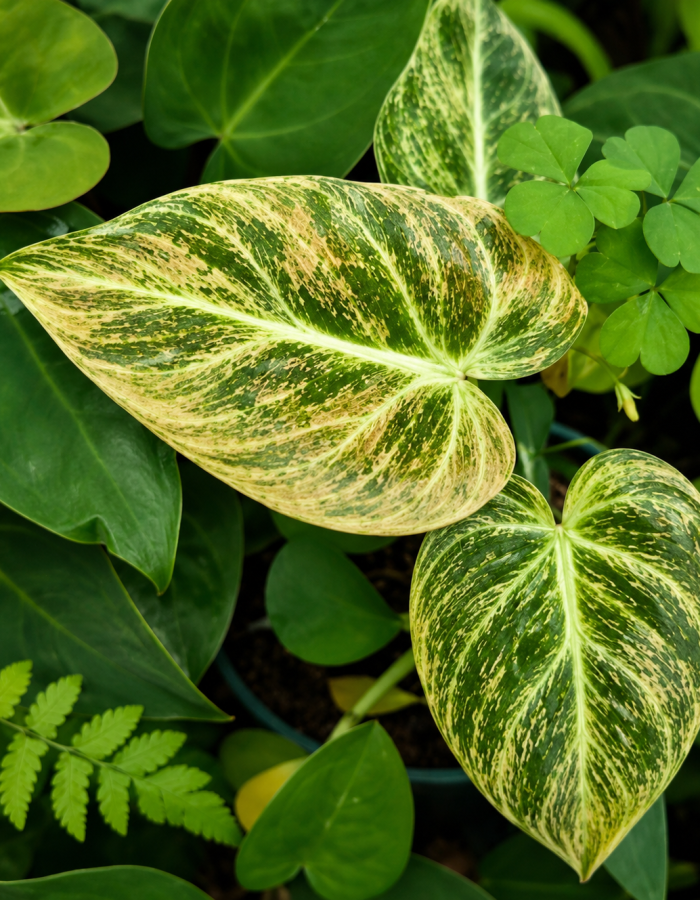 Philodendron EI Choco Red Variegated