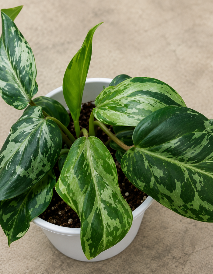 Philodendron Gloriosum Variegated