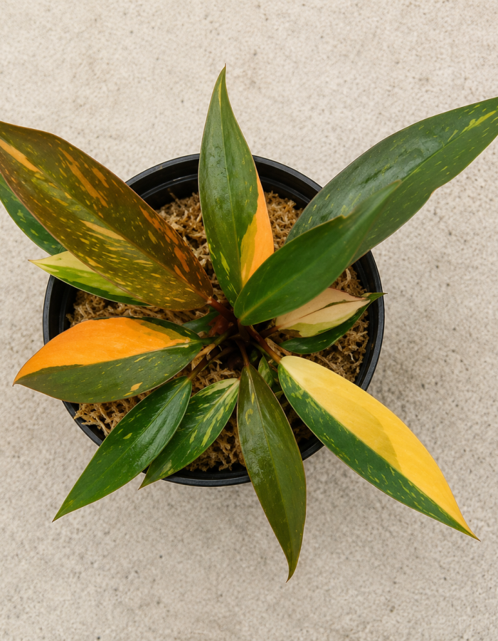 Philodendron Orange Princess Marble Var