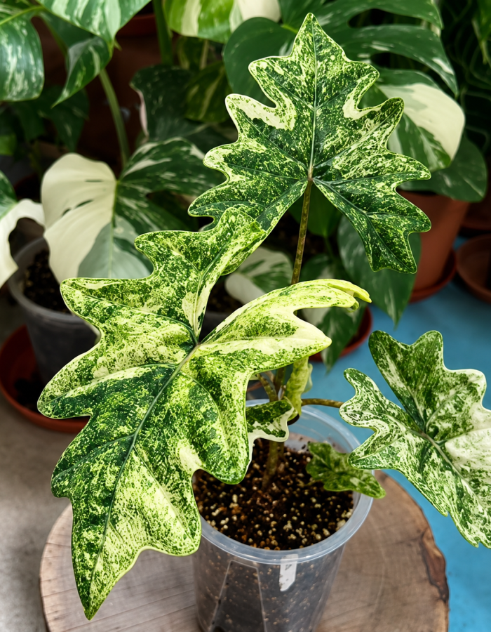 Alocasia Jacklyn Aurea Variegated