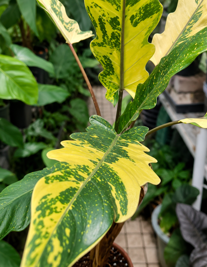 Alocasia Lauterbachiana Aurea Variegated